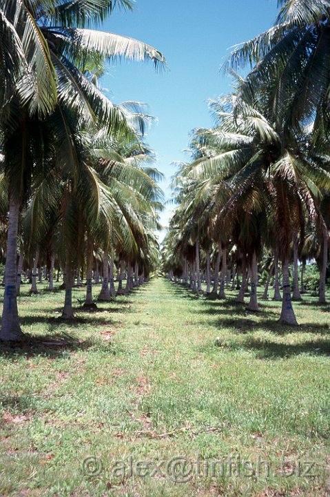 Bikini-Palm Trees.jpg - Plam trees re-planted after the blasts